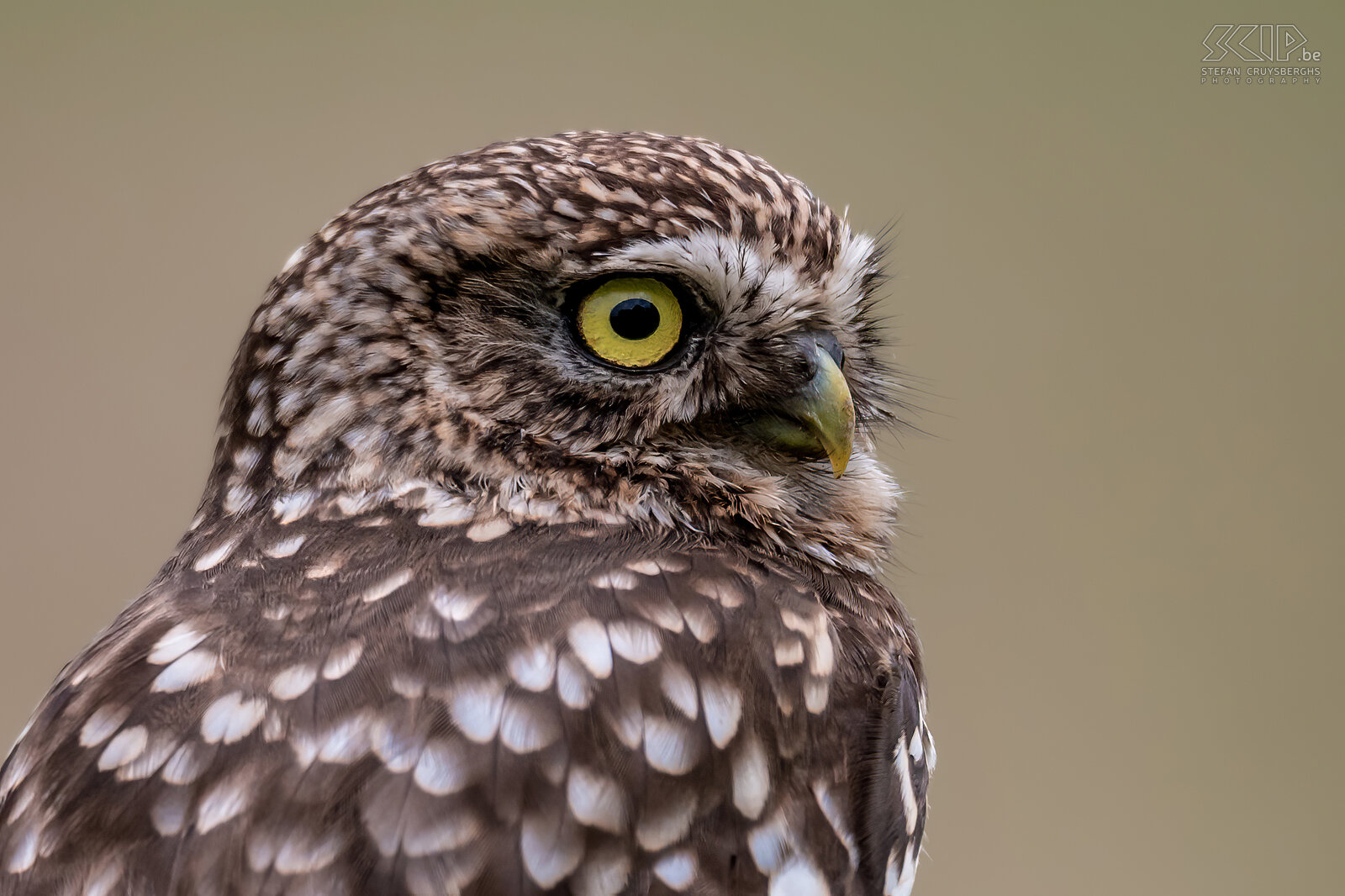 Close-up van steenuil Steenuil / Little owl ./ Athene noctua Stefan Cruysberghs